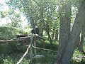 Bald Eagles