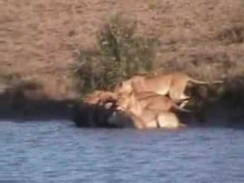 животное буйвол