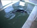 badem-ksz-yavru-fok-orphan-monk-seal-pup-.html