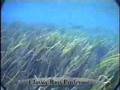 Game Fish - Largemouth Bass, Everyone's Favorite
