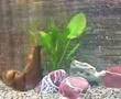 videos de fish tank
