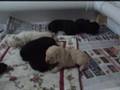 Labrador Retriever video