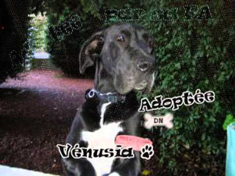 dogue allemand