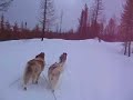 dog sledding in seeley lake, mt pt 5 dog sledding in seeley lake, mt pt 5