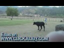 Pialada y monta de novillos en los predios de la Familia Mariscal, Minalea. Centro Gaucho Marucho Pialada y monta de novillos en los predios de la Familia Mariscal, Minalea. Centro Gaucho Marucho