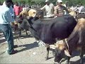 Las Matas De Farfan Palan Las Matas De Farfan Palan