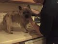 Fraggle (Cairn Terrier) gets a haircut Fraggle (Cairn Terrier) gets a haircut