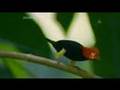 QI: Moonwalking Mannequin / Manakin Bird