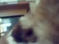 KINI&KOBY THE SHIH TZU SIBILINGS GETTING SLEEPYY