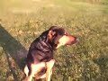 Luca - Dog in Training for Behavior Modification