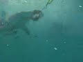 Shark Wrangling & The Idiot Cam Shark Wrangling & The Idiot Cam