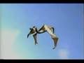 videos de Flying Gonzo Bird