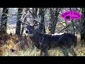 Boone & Crockett Whitetail Buck ONLY on HawgNSonsTV!