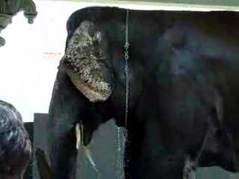 Sai Geetha - the pet elephant of Sathya Sai Baba