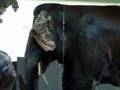 Sai Geetha - the pet elephant of Sathya Sai Baba