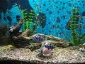 Convicts Zebra Cichlids Tropical Fish