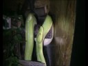 Naechtliche Exkursion meiner Chondros (Morelia viridis)