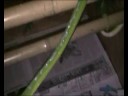 Naechtliche Exkursion meiner Chondros (Morelia viridis)