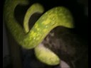 Naechtliche Exkursion meiner Chondros (Morelia viridis)