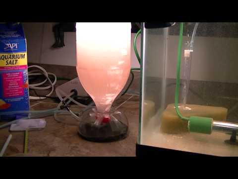 how to harvest brine shrimp