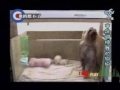 踊る犬動画