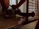 Life of a Singapore Community Cat : Long-Tail