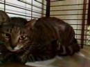 Life of a Singapore Community Cat : Long-Tail