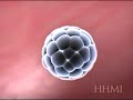 Biologia: Embriologia do Ser Humano - Ingl�s (Prof. Toid)