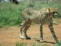 Real Live Cheetah in South Africa-Just Like the Burned Bowl!