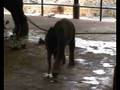 videos de elephants400kbps.flv