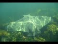 Stingray's, diving