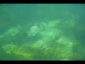 Stingray's, diving