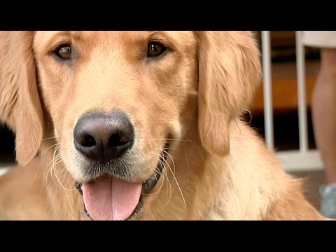 how to train guide dogs