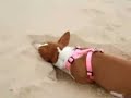 Aileen's Basenji Tapanga, about six months old, plays in the Silver Lake sand dunes.(The sound isn't working on my computer right now, so I have no idea how the audio turned out.  Sorry if the volume is crazy or something?)