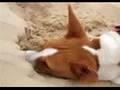 Basenji in the sand dunes