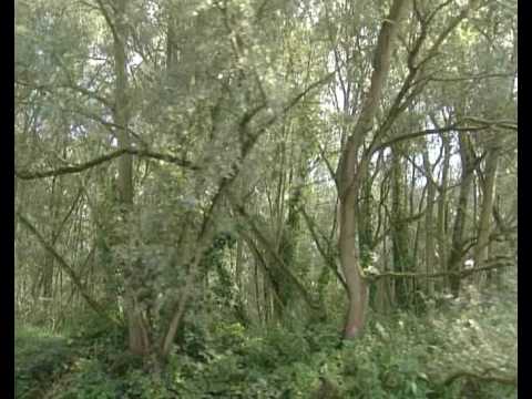 Noordwaard ontpoldering