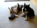 cat grooming and playing with Schnauzer cat grooming and playing with Schnauzer