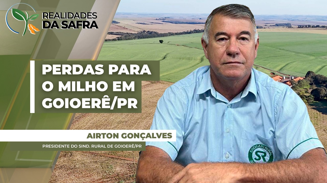 Falta de chuvas e altas temperaturas já trazem perdas de produtividade para o milho em Goioerê/PR