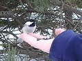 hand feeding black capped chickadee