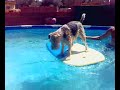 mi perra haciendo surf xD