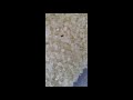 Click here to watch this video コメ虫がわいてました。 The weevil rice