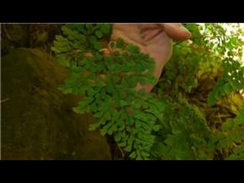 how to fertilize maidenhair fern