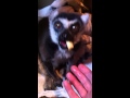 Cold lemur found on Tooting Common