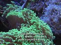 Oahu Hawaii with Kids - Waikiki Aquarium - Travel With Kids