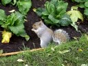 squirrel invaders