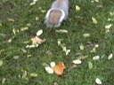 squirrel invaders