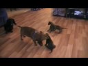 Brittany and her cute puppies