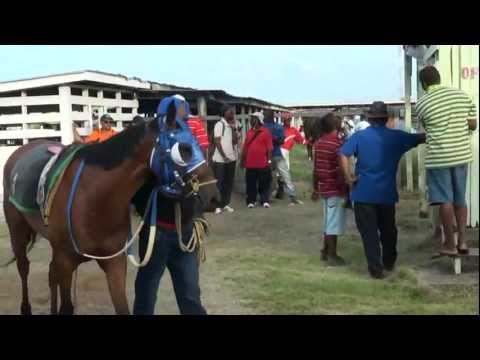horse racing horse racing