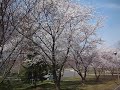 Daily walk in Ballston, Virginia