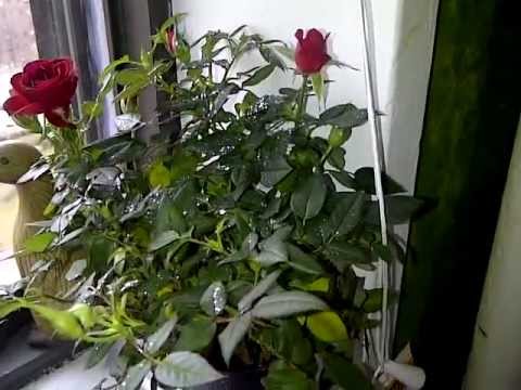 how to grow roses from seed